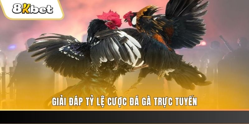 vin777 trực tiếp đá gà thomo